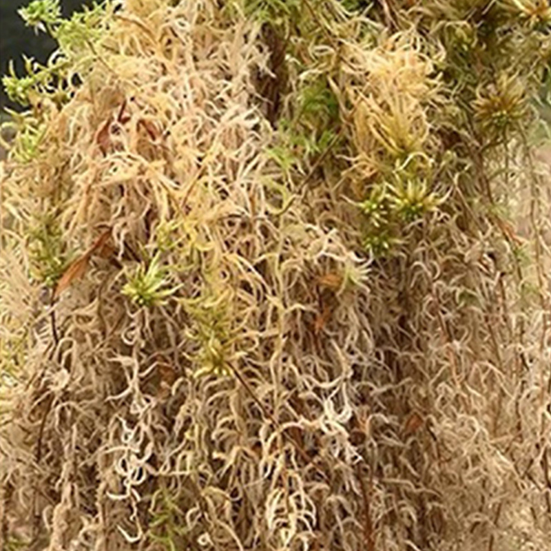 파충류 테라리움 스파그넘 모스 기질 난초 재배용 배지  - Sphagnum Moss Dry 리뷰 및 가격
