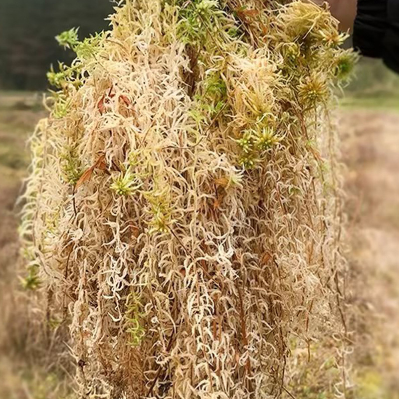 파충류 테라리움 스파그넘 모스 기질 난초 재배용 배지  - Sphagnum Moss Dry 리뷰 및 가격
