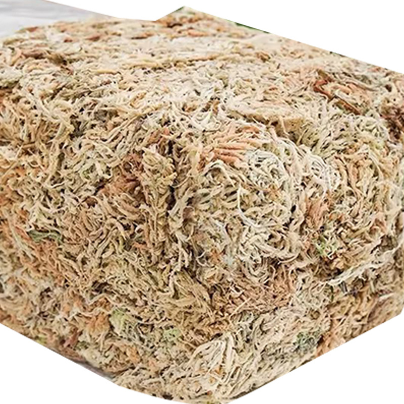 파충류 테라리움 스파그넘 모스 기질 난초 재배용 배지  - Sphagnum Moss Dry 리뷰 및 가격